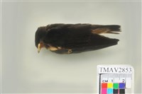 藏品(家燕)的圖片